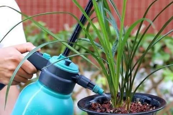 幽兰花的含义,寓意高洁、淡泊等