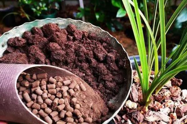 幽兰花的含义,寓意高洁、淡泊等