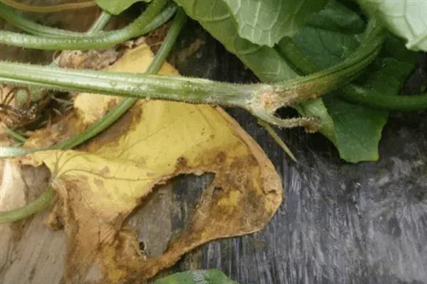 大棚黄瓜的浇水间隔，定植后每隔7-10天浇一次