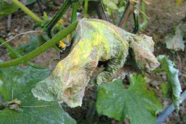 大棚黄瓜的浇水间隔，定植后每隔7-10天浇一次