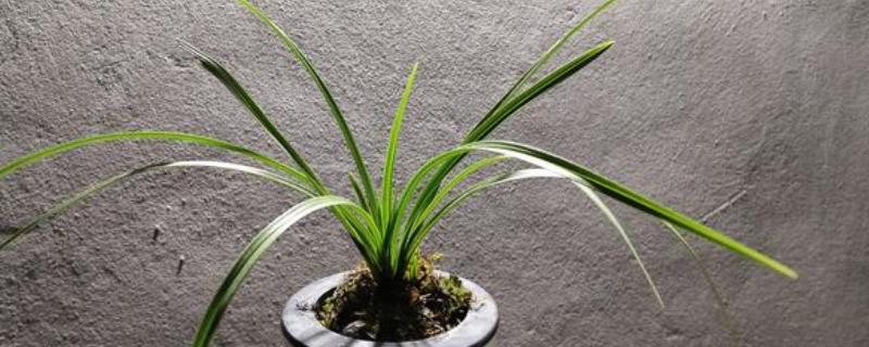 幽兰花的含义,寓意高洁、淡泊等