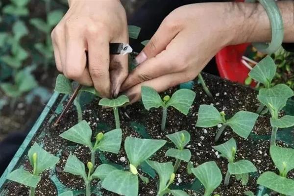 大棚黄瓜的浇水间隔，定植后每隔7-10天浇一次