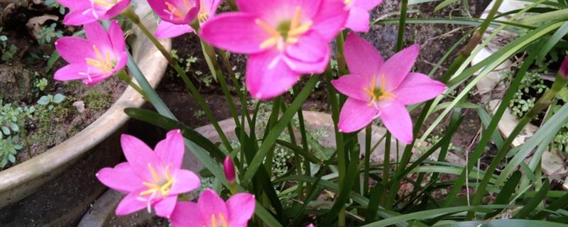 韭兰开花后的修剪要点，开花后就需要进行一番修剪
