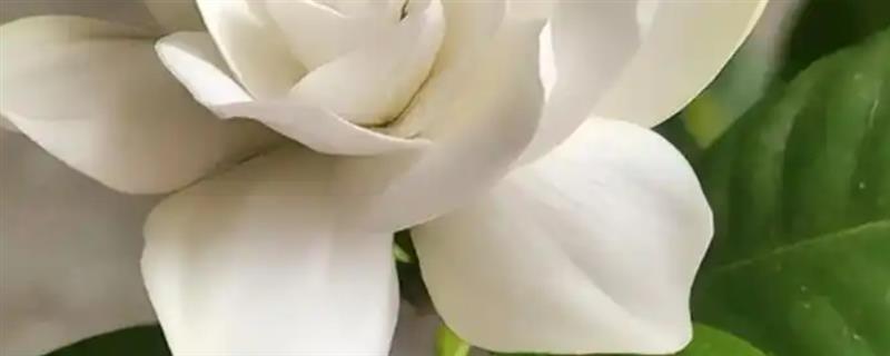 栀子花象征着什么,寓意喜悦、坚强、友谊等