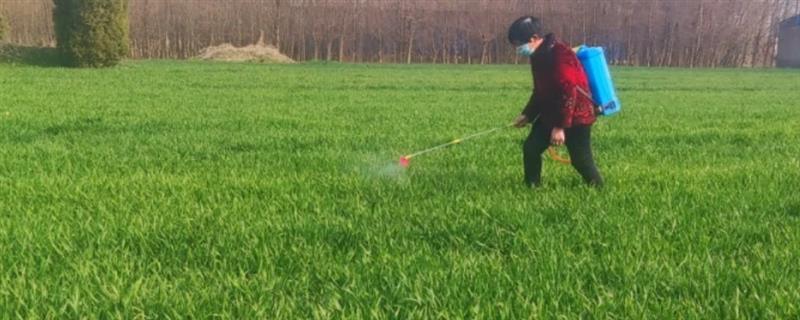 节节麦年后可以打药吗，年后可以打节节麦除草剂