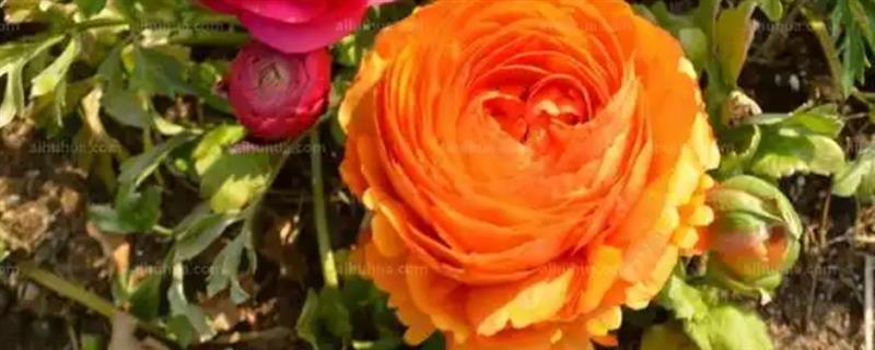 芹叶牡丹叶子发黄如何解决，缺少养分时要追施氯钾复合肥
