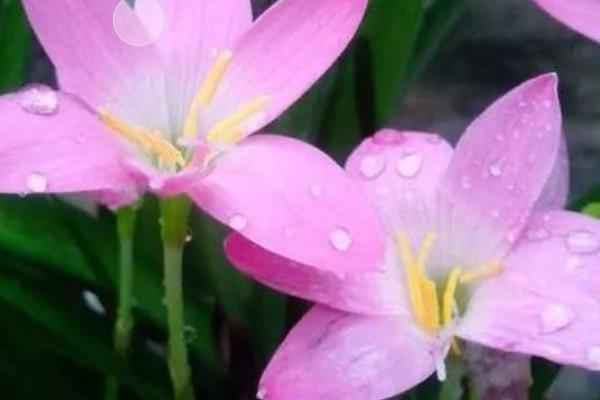 韭兰开花后的修剪要点，开花后就需要进行一番修剪