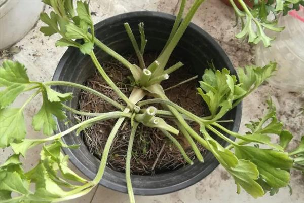 芹叶牡丹叶子发黄如何解决，缺少养分时要追施氯钾复合肥