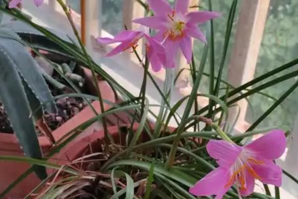 韭兰开花后的修剪要点，开花后就需要进行一番修剪