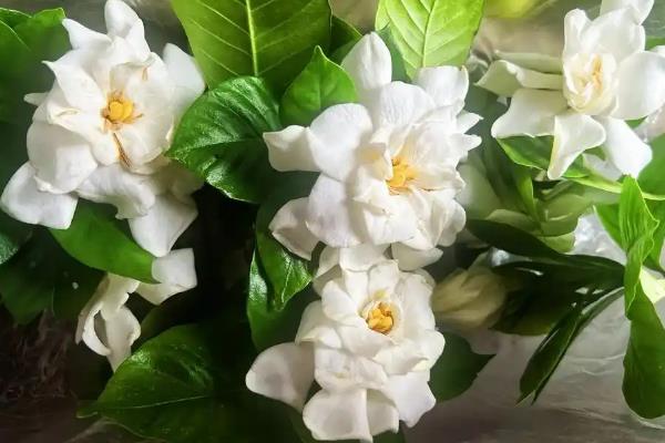 栀子花象征着什么,寓意喜悦、坚强、友谊等