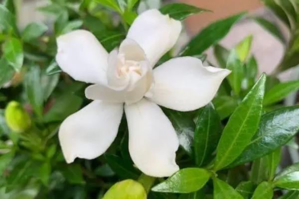 栀子花象征着什么,寓意喜悦、坚强、友谊等