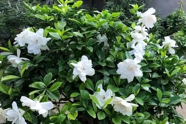 栀子花象征着什么,寓意喜悦、坚强、友谊等