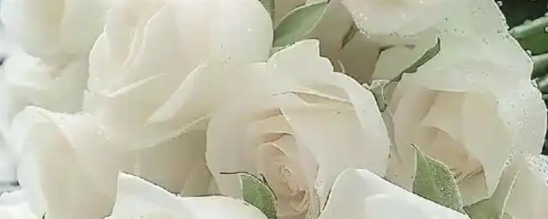 白玫瑰为什么不能随便送人，白色在我国常用于对逝者的哀思