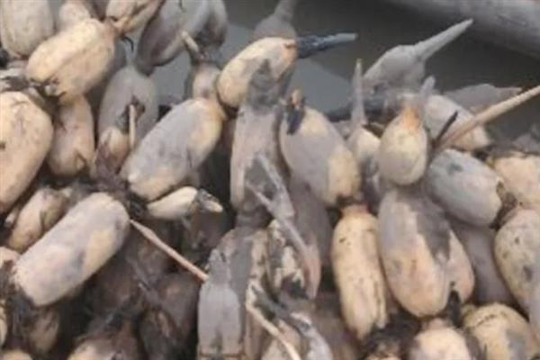 怎么增加莲子的产量，需选择适宜的田块和栽培品种