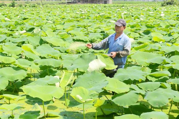 怎么增加莲子的产量，需选择适宜的田块和栽培品种