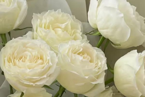 白玫瑰为什么不能随便送人,白色在我国常用于对逝者的哀思
