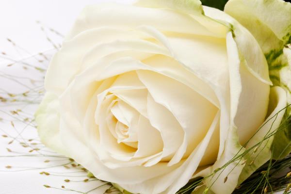 白玫瑰为什么不能随便送人,白色在我国常用于对逝者的哀思