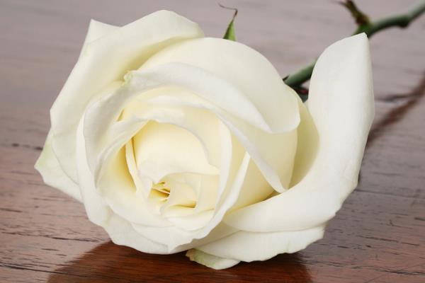 白玫瑰为什么不能随便送人,白色在我国常用于对逝者的哀思