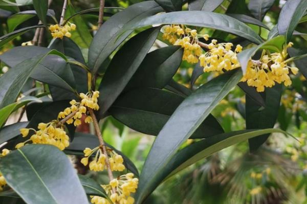 桂花树不开花是不是公树，雌雄同株不开花是受到温度、光照等因素的影响