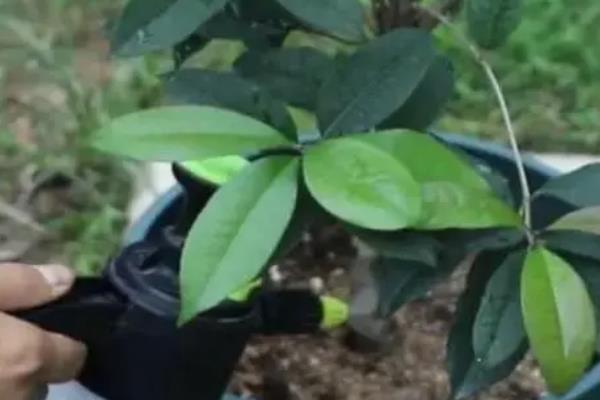 桂花树不开花是不是公树，雌雄同株不开花是受到温度、光照等因素的影响