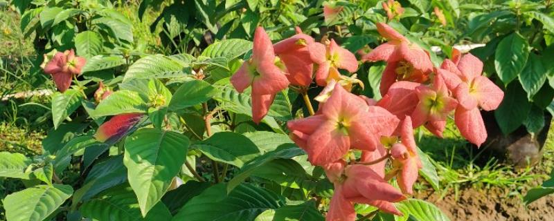 粉叶金花的花期,其花期在夏至秋冬