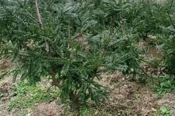怎么种植香榧，用表土覆盖根系并踏实