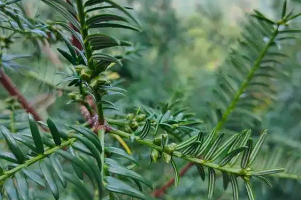 怎么种植香榧，用表土覆盖根系并踏实