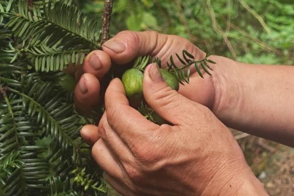 怎么种植香榧，用表土覆盖根系并踏实