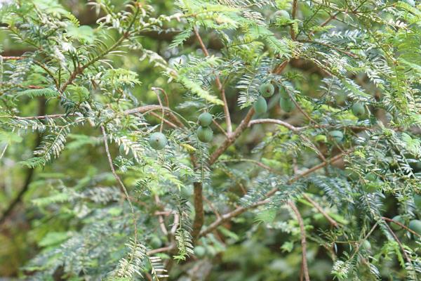 怎么种植香榧，用表土覆盖根系并踏实