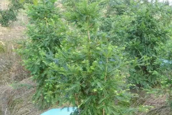 怎么种植香榧，用表土覆盖根系并踏实