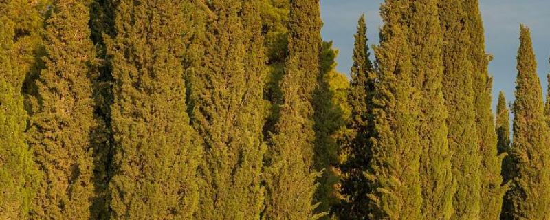 柏树的寓意，代表刚毅不屈、百年长寿