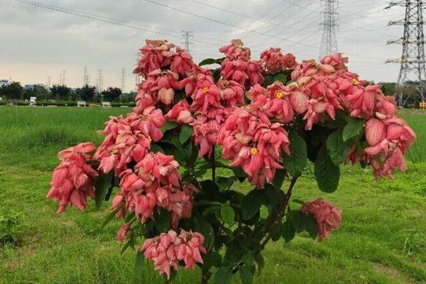 粉叶金花的花期,其花期在夏至秋冬