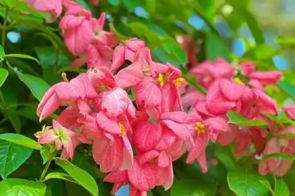 粉叶金花的花期,其花期在夏至秋冬