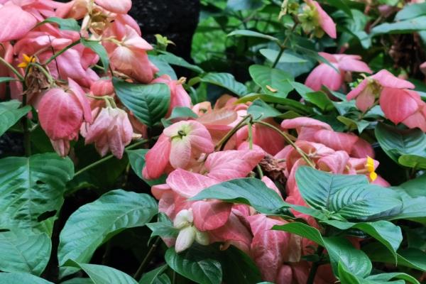 粉叶金花的花期,其花期在夏至秋冬