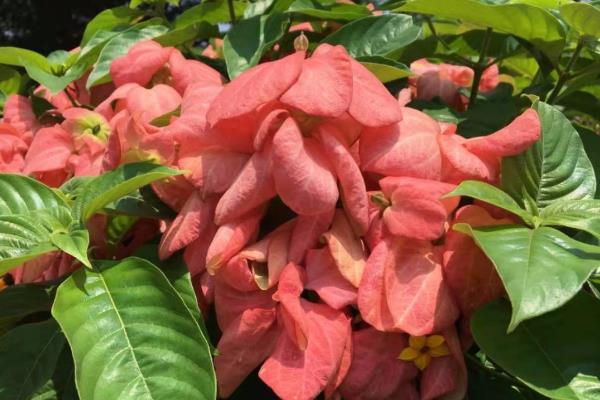 粉叶金花的花期,其花期在夏至秋冬