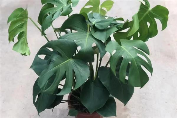 龟背竹烂根的防治方法，需合理施肥并正确浇水