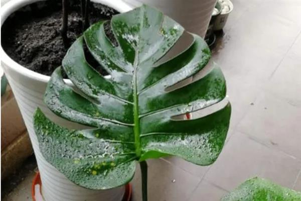 龟背竹烂根的防治方法，需合理施肥并正确浇水