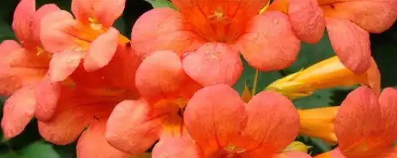 凌霄花移栽后多长时间发芽，最快可在1个月发芽