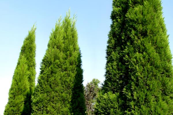 柏树的寓意，代表刚毅不屈、百年长寿