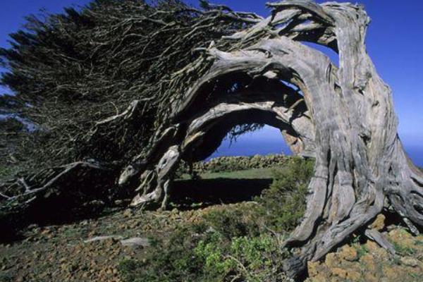 柏树的寓意，代表刚毅不屈、百年长寿