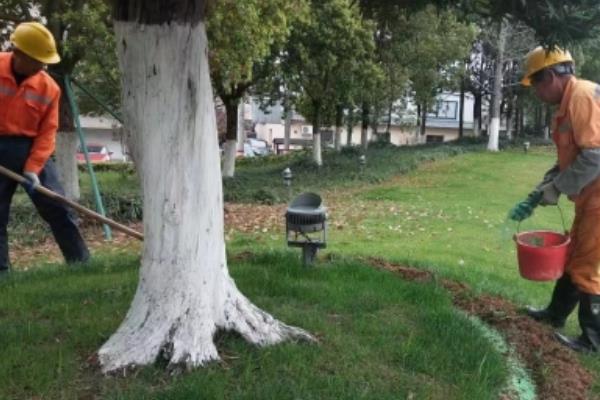 柏树的寓意，代表刚毅不屈、百年长寿