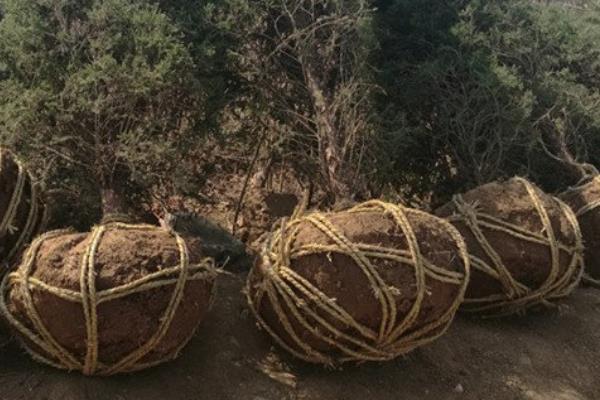 柏树的寓意，代表刚毅不屈、百年长寿