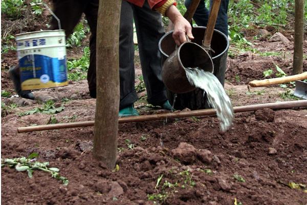 柏树的寓意，代表刚毅不屈、百年长寿