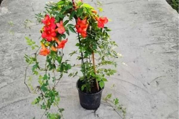凌霄花移栽后多长时间发芽,最快可在1个月发芽