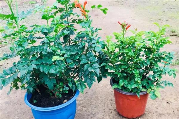 凌霄花移栽后多长时间发芽,最快可在1个月发芽