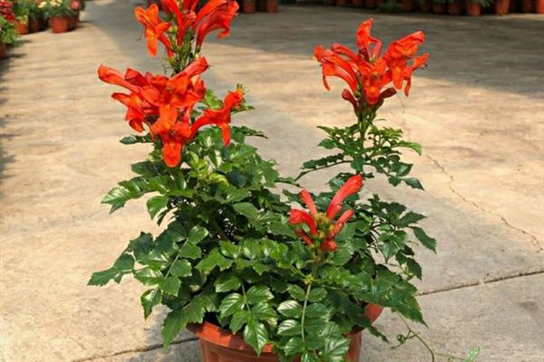凌霄花移栽后多长时间发芽,最快可在1个月发芽