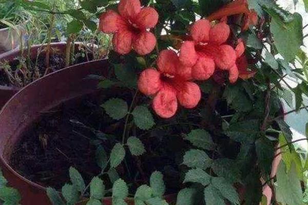 凌霄花移栽后多长时间发芽,最快可在1个月发芽