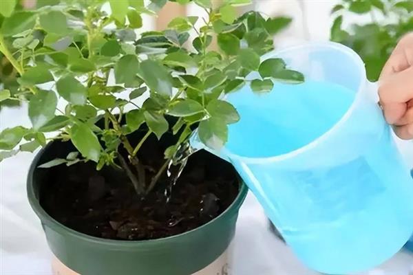 11月份能不能对花卉花施肥，适合追施腐熟的有机肥作为底肥