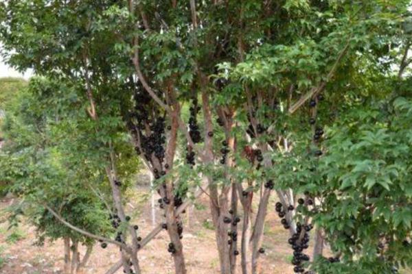 嘉宝果的适宜种植地区，广东、云南、四川等省份适合栽培