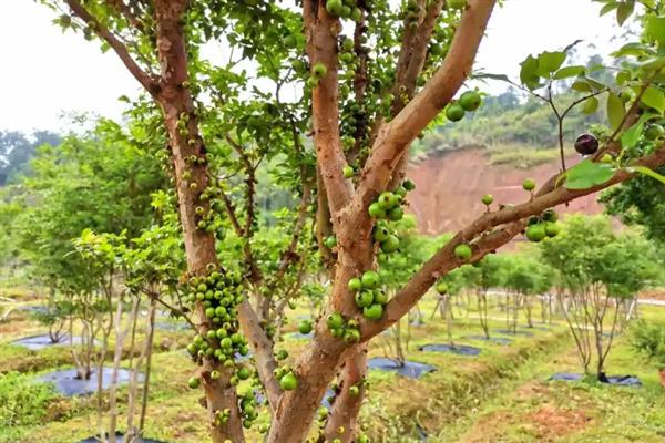 嘉宝果的适宜种植地区，广东、云南、四川等省份适合栽培